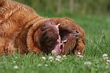 DOGUE DE BORDEAUX 312